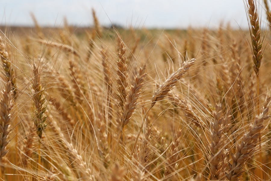 Produtores da Coocam já semearam 50% da área de trigo