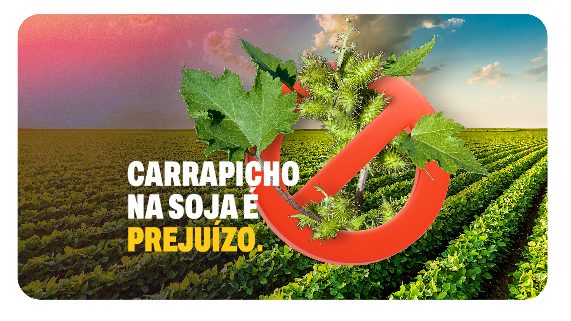 Carrapicho na soja é um risco real que pode condenar a produção