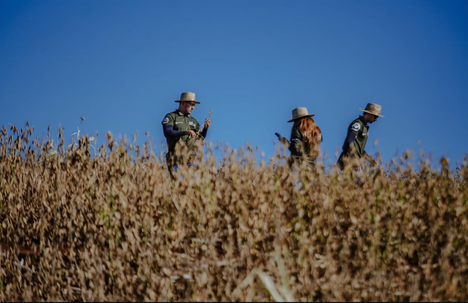Rally da Safra 2026 projeta safra recorde de soja no Brasil