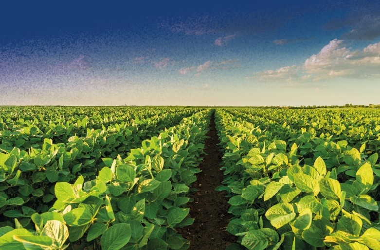 Coocam alerta sobre o vazio sanitário da soja safra 2026/27