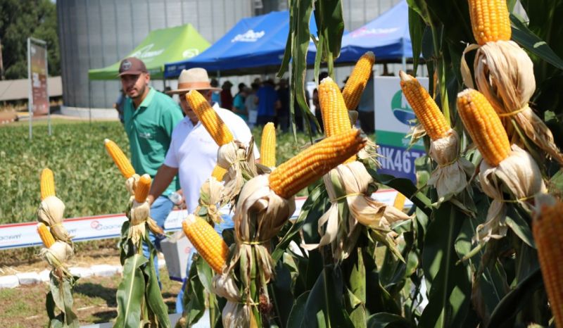 Coocam realiza 4ª edição do Dia de Campo na filial do Mato Grosso