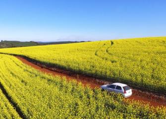 Lavouras de canola dos associados da Coocam estão em floração 