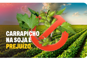 Carrapicho na soja é um risco real que pode condenar a produção
