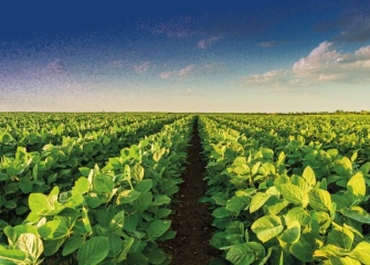 Coocam alerta sobre o vazio sanitário da soja safra 2026/27