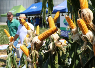 Coocam realiza 4ª edição do Dia de Campo na filial do Mato Grosso