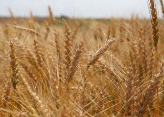 Produtores da Coocam já semearam 50% da área de trigo
